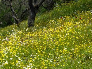 Kea – In Search of the Lion