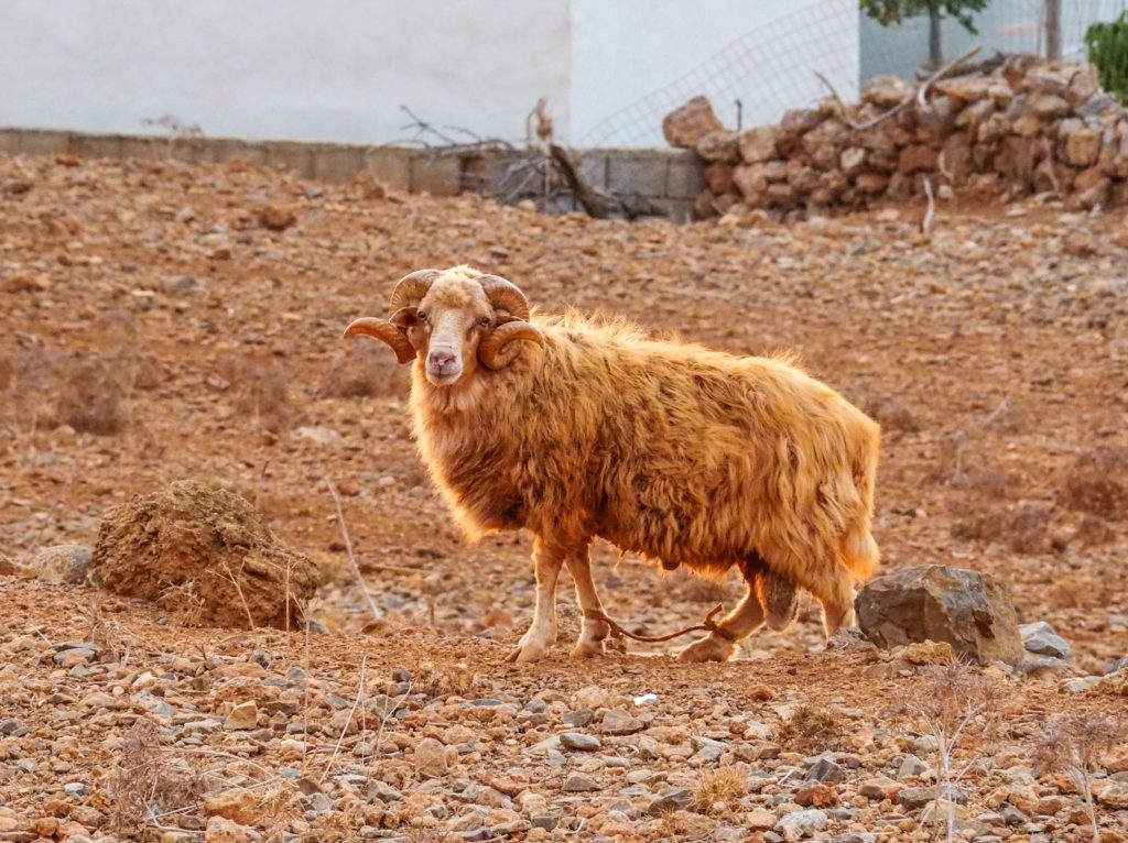 Arrival on Kasos
