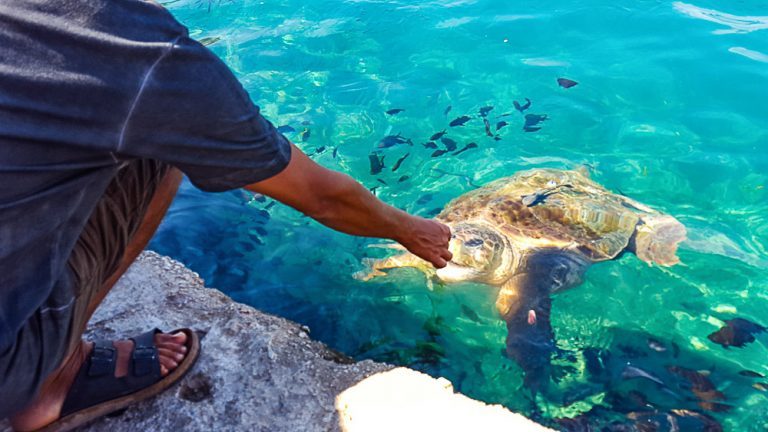 Loggerhead turtles coming to feed in Kastellorizo harbour